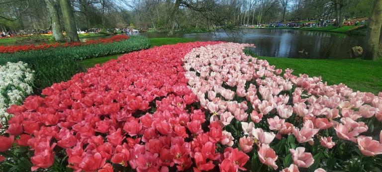 Red and pink flowers at the Keukenhof